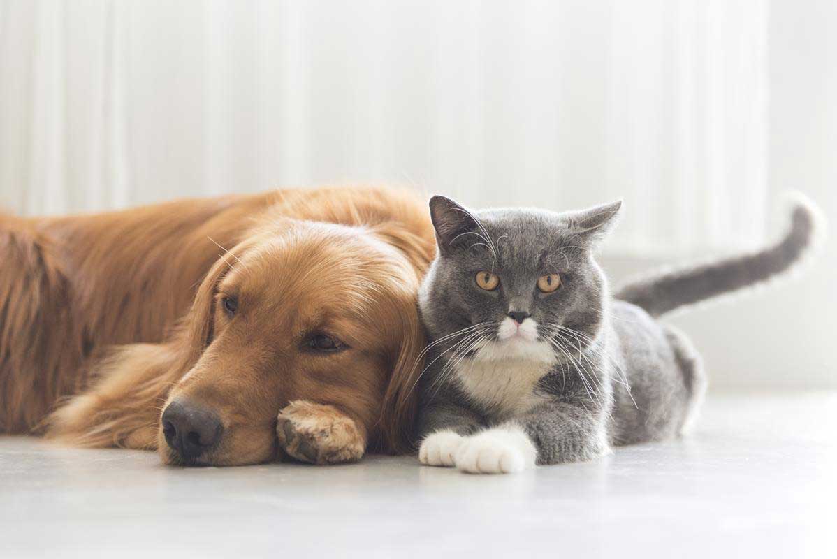 about our veterinary practice Elk Grove, CA